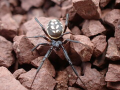 Steatoda incomposita