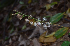 Ainsliaea macroclinidioides