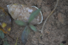 Amphidromus cambojiensis