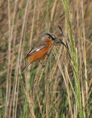Sporophila hypoxantha