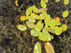 Potamogeton natans