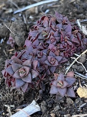 Crassula setulosa