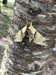 Callambulyx tatarinovii