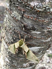 Callambulyx tatarinovii