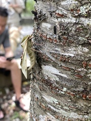 Callambulyx tatarinovii