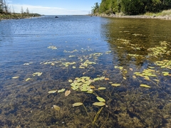 Potamogeton natans