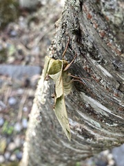 Callambulyx tatarinovii