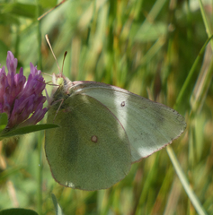 Colias christina