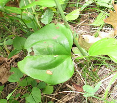 Smilax rotundifolia
