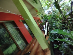 Gasteracantha fornicata