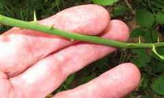 Smilax rotundifolia
