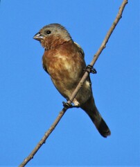 Sporophila hypoxantha