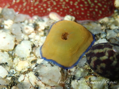 Actinia equina