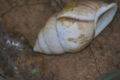 Amphidromus cambojiensis