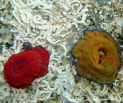 Actinia equina