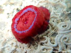 Actinia equina