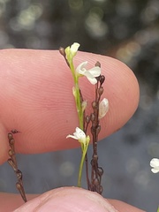 Utricularia neottioides