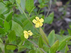 Goodenia ovata