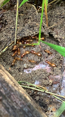 Camponotus castaneus