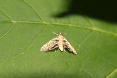 Petrophila canadensis