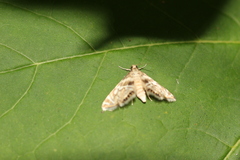 Petrophila canadensis