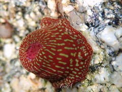Actinia fragacea