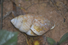 Amphidromus cambojiensis
