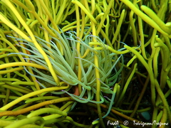 Anemonia viridis