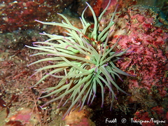 Anemonia viridis