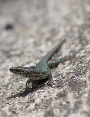 Podarcis liolepis