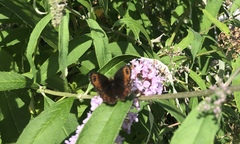 Erebia montanus