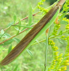 Tenodera sinensis