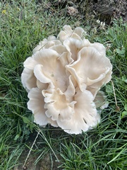 Hohenbuehelia petaloides