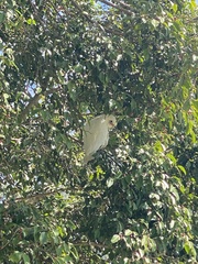 Cacatua sanguinea