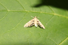Petrophila canadensis