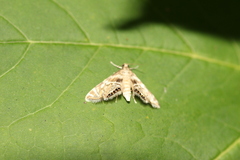Petrophila canadensis