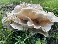 Hohenbuehelia petaloides