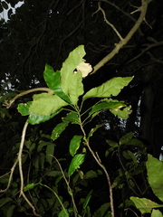 Capparidastrum frondosum