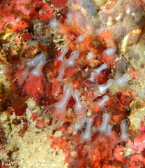 Sarcodictyon catenatum