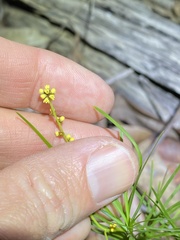 Lomandra obliqua
