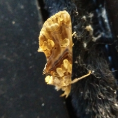 Plusiodonta compressipalpis