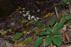 Ainsliaea macroclinidioides