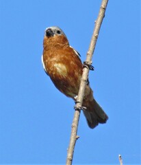 Sporophila hypoxantha