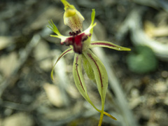 Caladenia parva