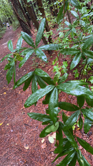 Quercus phellos