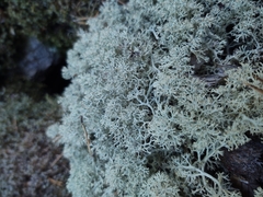 Cladonia arbuscula