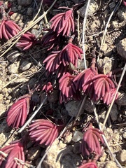 Crassula dependens