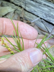Lomandra obliqua