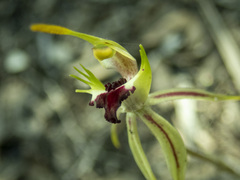 Caladenia parva