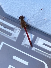 Sympetrum vicinum